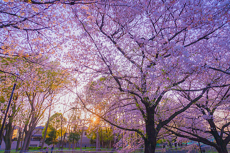 吉村次绿区公园樱花和日落风景旅游花瓣植物粉色景点树木公园赏樱美景图片