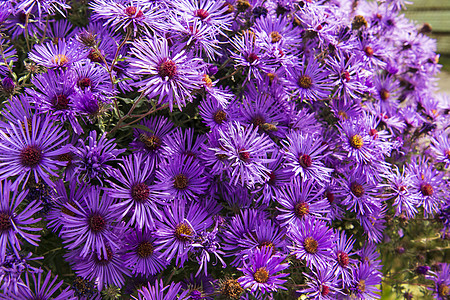 紫色甘菊花花雏菊黄色花瓣自然花园花束植物粉色翠菊植物群图片