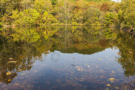 秋季森林中的透明池塘图片