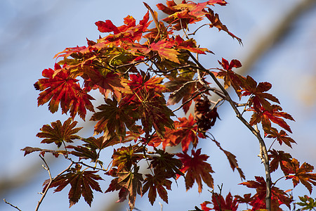 天空背景上的红树叶阳光橡木橙子红色植物叶子森林季节绿色树叶图片