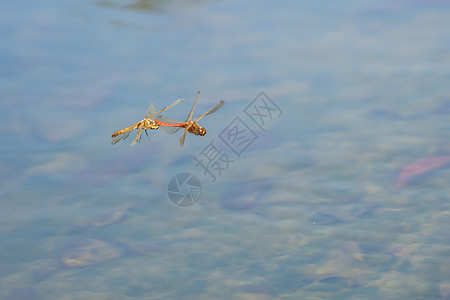 在水上飞翔的苍蝇花园蚱蜢石头野生动物蜻蜓黄色翅膀棕色蝴蝶岩石图片