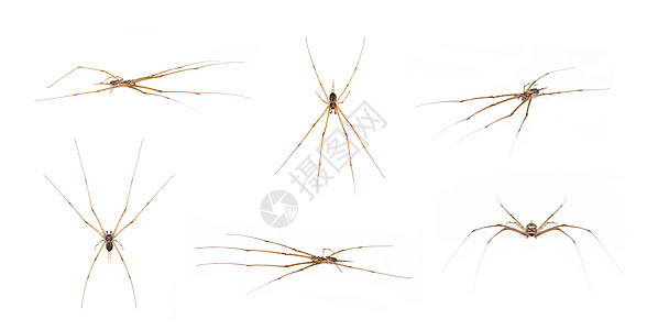 由两组尾巴蜘蛛组成 在白色背景上隔离 动物 昆虫图片