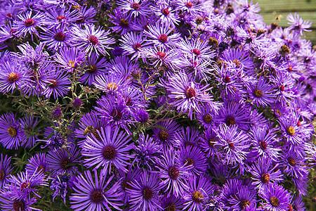 紫色甘菊花花翠菊植物花园自然雏菊花瓣粉色植物群黄色花束图片