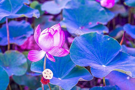 粉色莲花在绿叶背景的池塘中开花图片