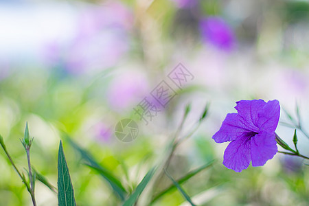 在模糊的春季自然背景上种植紫色野林花草草地花瓣花束季节植物群粉色绿色花园植物生长图片