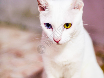 白猫有不同颜色的眼睛 蓝色和黄色的眼睛 可爱的家庭宠物毛皮猫咪动物哺乳动物白色图片
