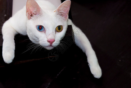 白猫有不同颜色的眼睛 蓝色和黄色的眼睛 可爱的家庭宠物哺乳动物白色动物猫咪毛皮图片