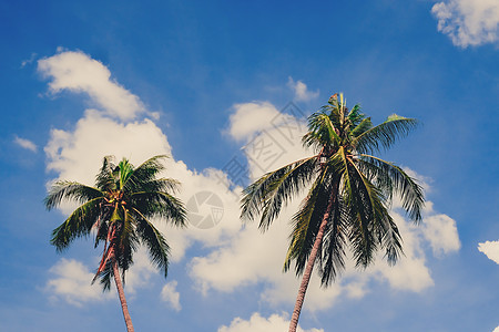 夏天的自然景色 在阳光晴朗的蓝天上美丽的棕榈树图片