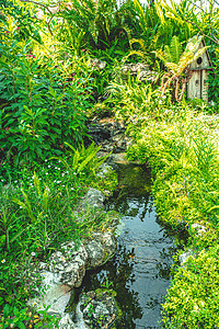 亚洲热点园林植物 有池塘自然背景图片