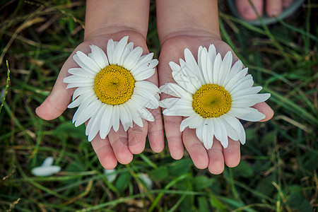 有甘菊的女孩 有选择性的焦点 自然的花朵味道孩子们花束雏菊太阳眼睛家庭眼泪婴儿草药图片