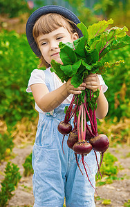 农场上的孩子和蔬菜 有选择的焦点小屋女孩食物孩子们茄子家庭收成帮助帽子幸福图片