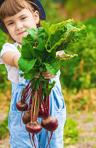 农场上的孩子和蔬菜 有选择的焦点萝卜生态青菜房子收成婴儿生物花园胡椒洋葱图片