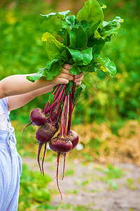 农场上的孩子和蔬菜 有选择的焦点青菜洋葱房子小屋食物帽子收成孩子们生物生长图片