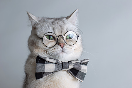 带着灰色领结和眼镜的滑稽白猫 在灰色背景上图片