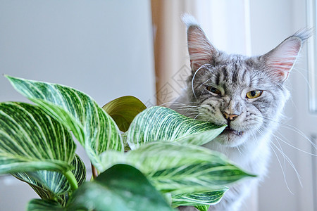 特写猫闻猫嗅猫咬绿屋种植家庭哺乳动物猫科动物房子花园宠物鼻子生命植物植物学图片