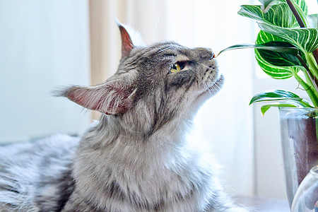 特写猫闻猫嗅猫咬绿屋种植虎斑家庭生命植物学猫科动物房间树叶植物动物鼻子图片