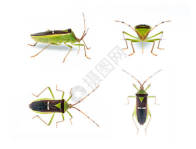 一组绿色豆类小虫(Hemiptera) 在白色背景中被隔离 动物 昆虫图片