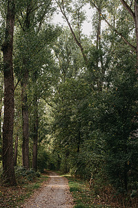风沙路穿过阳光明媚的绿林 美丽的森林足迹 美妙的森林之旅图片