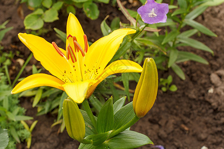 夏花园的黄色百合花花束美丽叶子植物学园艺植物群植物百合晴天花园图片