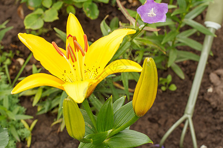 夏花园的黄色百合花美丽晴天植物学叶子橙子季节植物植物群百合公园图片