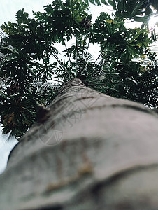 木瓜树上有多彩木瓜的木瓜植物叶子农场树叶水果果园农业种植园热带营养天空图片