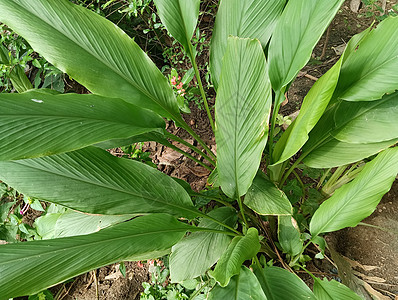 工厂的叶子种植园香料农业绿色农场植物草本植物树叶植物学居住图片