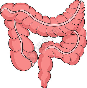 人类解剖肠矢量有彩色 卡通图标 手画内部图片