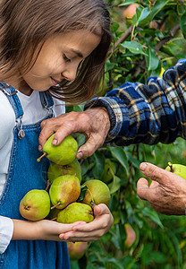 孩子和祖母在花园里收获梨子 有选择的焦点农场园艺微笑生活农业园丁女孩收成生物季节图片