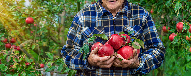 祖母在花园里收获苹果 有选择的焦点植物退休收成院子生长营养园艺女士老年农业图片