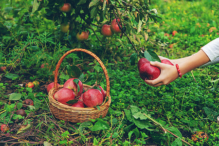 孩子在花园里收获苹果 有选择的焦点农场水果女孩婴儿微笑童年园艺花园季节农业图片