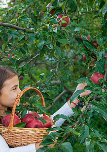孩子在花园里收获苹果 有选择的焦点采摘太阳婴儿农场农业女孩园艺食物果园收成图片