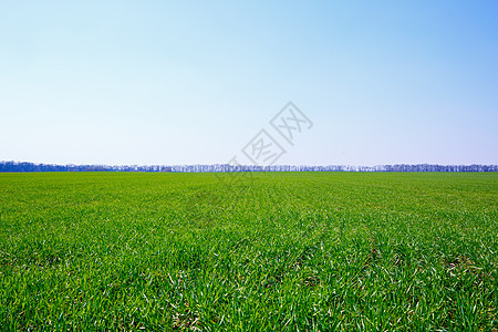 一片绿草生长的绿地 夏季的农业景色天空太阳季节牧场环境土地场景农场天气农村图片