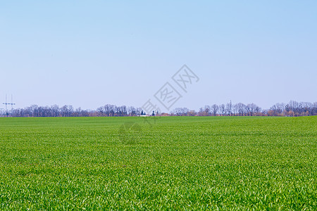 草原上生长的绿色绿地是更陡峭的天空 夏季的农业景观 青草密闭晴天场景地平线植物草地太阳远景场地天气季节图片