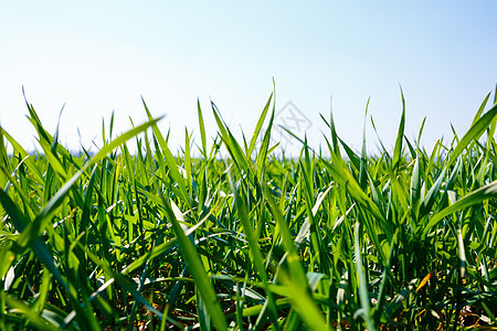 一片绿草生长的绿地 夏季的农业景色天空草原阳光国家植物太阳环境远景季节蓝色图片