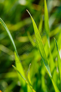 青草生长的绿地 夏天的农业景色 草丛密闭了农村天空阳光花园场地天气太阳环境农场蓝色图片