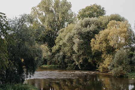 河流景观与沙堤出现在低水位的岸边 森林里的小河 安静的河流在森林里 一条小河岸边的树木和灌木丛 河岸边的芦苇和古树图片
