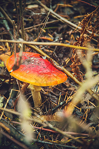 森林里的蘑菇 有选择的焦点中毒木板白色红色横幅生长毒菌男人图片