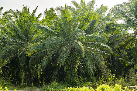 泰国Krabi的棕榈树 种植树木生产场地种子热带森林土地环境植物群叶子活力图片