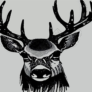 芬兰总统府驯鹿肖像 特写 矢量图 北方的野生动物 在风景的鹿头松树墙纸荒野季节公园宠物动物群场景动物艺术插画