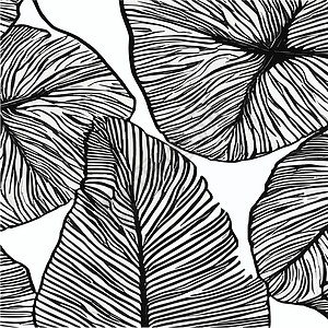 外来树叶无缝的黑色和白色图案 现代抽象矢量装饰背景 热带棕榈叶海滩情调包装叶子丛林礼品艺术纺织品花朵插图图片