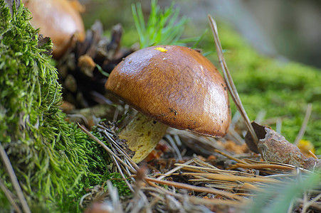 蘑菇的果实木头饮食苔藓蔬菜荒野季节植物菌丝体美食森林图片