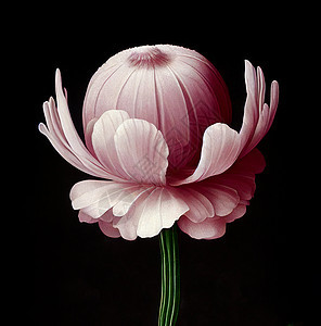 粉红Anemone花的艺术说明图片