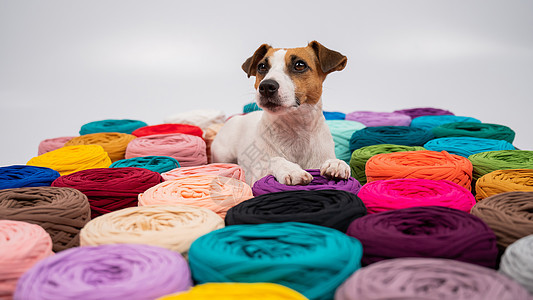 狗在多色棉人中紧贴绳索彩虹架子针织爱好圆圈棉布材料工艺绞线图片