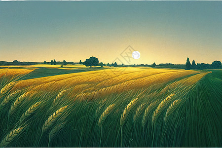 夏季景观     日落时小麦田图片