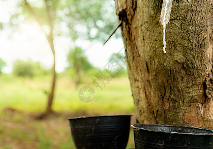 橡胶树花园里的橡胶攻丝 从对位橡胶植物中提取的天然乳胶 橡胶树种植园 树皮伤口渗出乳状液体或乳胶 乳胶收集在小桶中农业木头材料叶图片