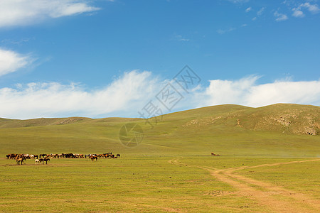 马群在草原的牧草中草地荒野山脉团体绿色旅行鬃毛野生动物场地动物图片