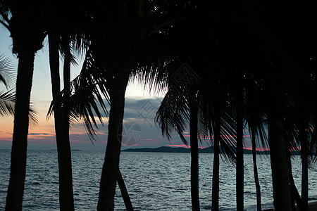 日落云彩的天空背景下的月光椰子棕榈树风景地平线棕榈支撑海岸叶子植物情调热带天堂图片