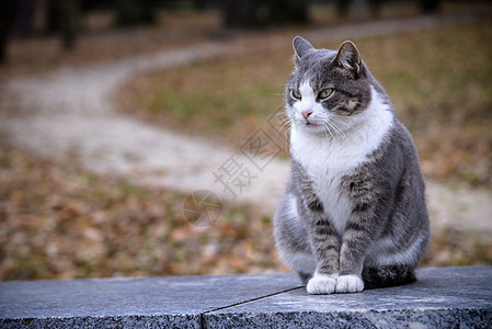 这只猫看着旁边 坐在绿草坪上 长得像太阳草地动物猫科动物宠物摄影小猫公园荒野哺乳动物图片