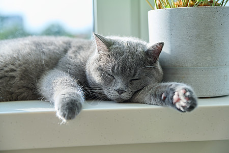 在阳光明媚的窗口上 轻松睡着的灰猫宠物窗户猫咪哺乳动物毛皮耳朵晶须动物窗台睡眠图片