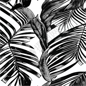 外来树叶无缝的黑色和白色图案 现代抽象矢量装饰背景 热带棕榈叶丛林插图叶子编织棕榈艺术风格蕨类植物昆虫图片
